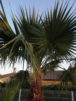 Palmier maladie J'ai besoin de vous !!!