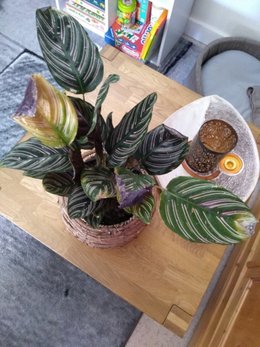 SOS Calathea