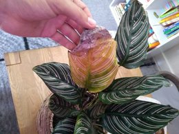 SOS Calathea