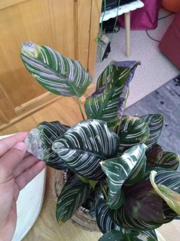 SOS Calathea