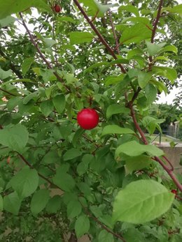 identification arbre fruitier