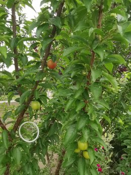 identification arbre fruitier