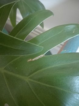 Philodendron Xanadu malade ?