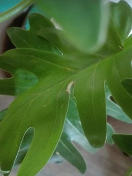 Philodendron Xanadu malade ?