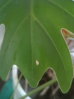 Philodendron Xanadu malade ?