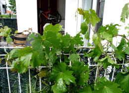 Vigne en pot