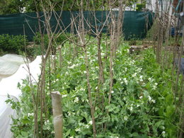 Haricot vert ou beurre