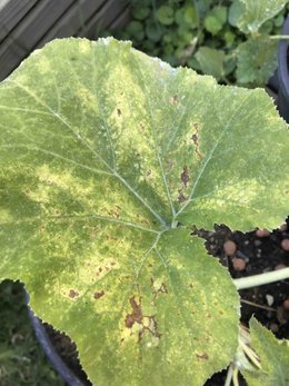 tâches jaunes sur courgettes rondes