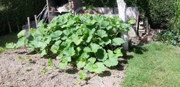 Combien de temps passez-vous dans votre jardin par semaine ?