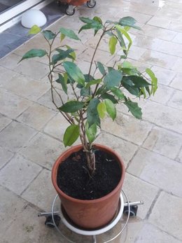 Mon super Ficus Benjamina