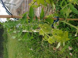 Jaunissement des feuilles de tomates