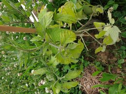 Jaunissement des feuilles de tomates