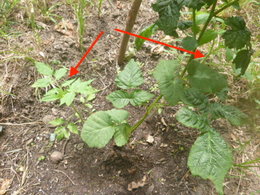 tomates qui squattent un framboisier (photo) ; garder ou supprimer ?