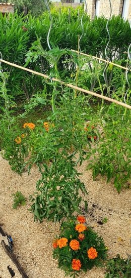 Faut-il effeuiller les plants de tomates?