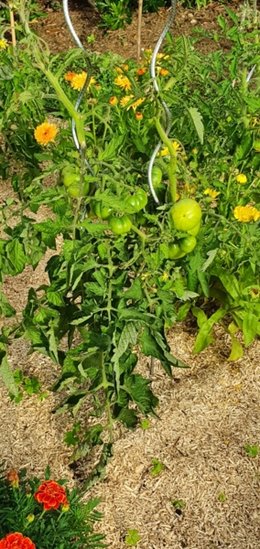 Faut-il effeuiller les plants de tomates?