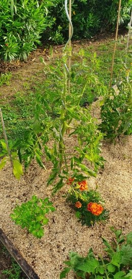 Faut-il effeuiller les plants de tomates?