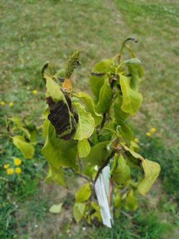 Qu'arrive-t-il à mon magnolia?