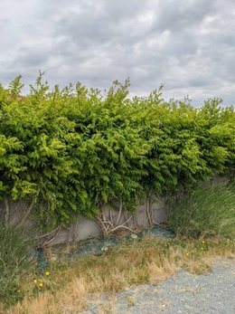 Plante / Arbuste grimpant inconnue