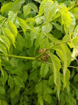 Plante / Arbuste grimpant inconnue