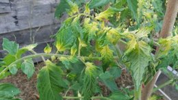 jaunissement tete de plants de tomates