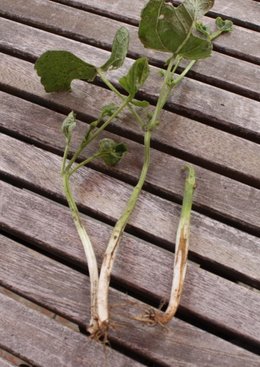 Germinations des hs nainsricots écossée