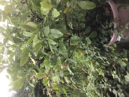 jaunissement tete de plants de tomates