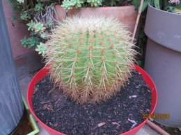 Echinocactus - Coussins de belle-mère - Cactus oursin