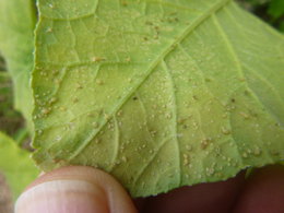 feuilles de potiron ; quelle est cette maladie ?