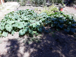 pailler les butternut