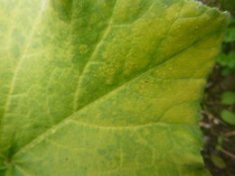 feuilles de potiron ; quelle est cette maladie ?