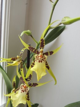 Identification Brassia