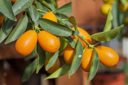 Kumquat