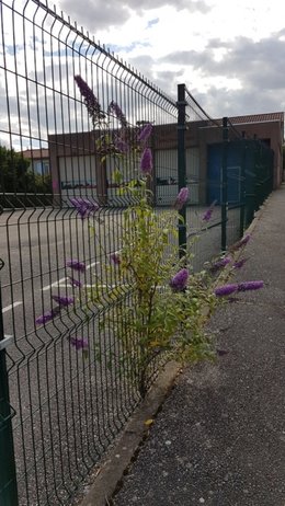 Buddleia Bitume Versus  Buddleia pleine terre