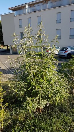 Buddleia Bitume Versus  Buddleia pleine terre