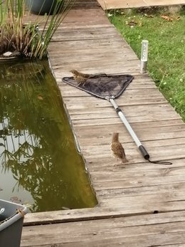 Au  petit coucou amical