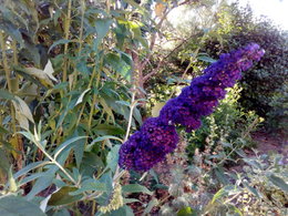 Buddleia Bitume Versus  Buddleia pleine terre