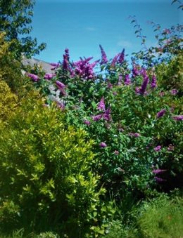 Buddleia Bitume Versus  Buddleia pleine terre