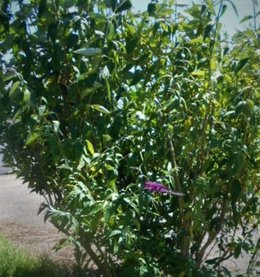 Buddleia Bitume Versus  Buddleia pleine terre