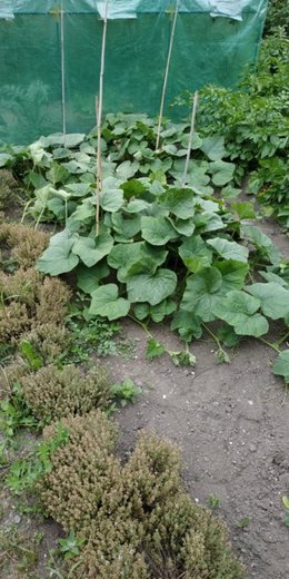 que faut il prevoir pour ma vigne