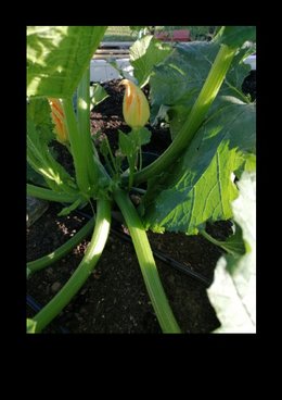 Courgettes