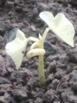 Un haricot blanc est présent parmi les haricots verts