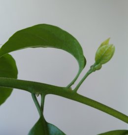 Boulainvilliers qui fait des bractées vertes