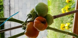 Probleme tomates