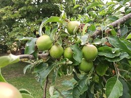 Selection des pommes en cours de saison