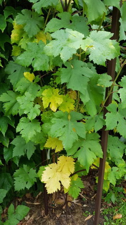 Vigne et feuilles qui tombent