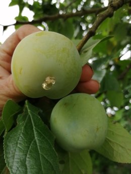 Reine-claude - Prunus domestica  