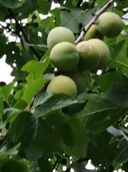 Reine-claude - Prunus domestica  