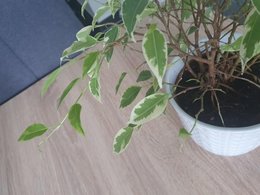 A l'aide mon ficus perd ses feuilles