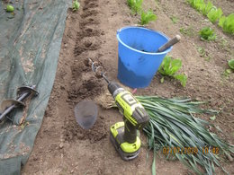 Plantation de poireaux