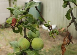 Reine-claude - Prunus domestica  